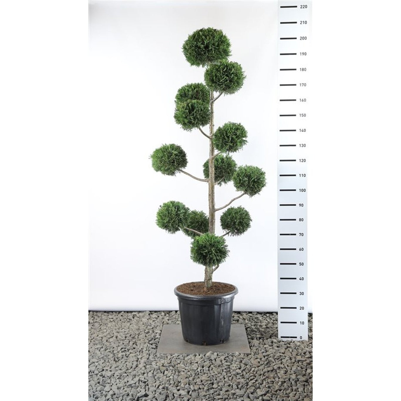 Leylandcypress – Cupressocyparis leylandii - 150-175 CM PonPon Cont.